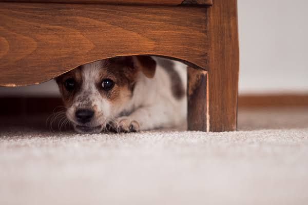 Dog Grooming for Anxious Dogs
